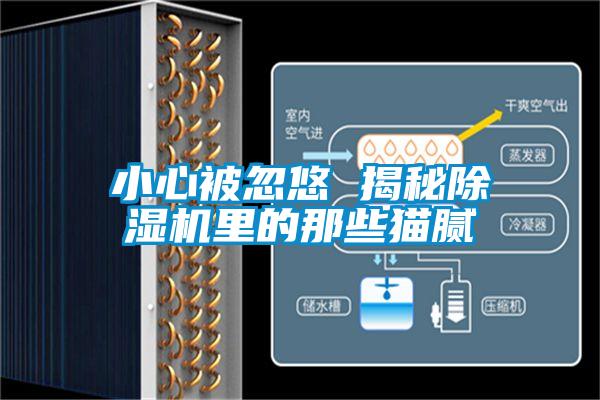 小心被忽悠 揭秘除濕機里的那些貓膩