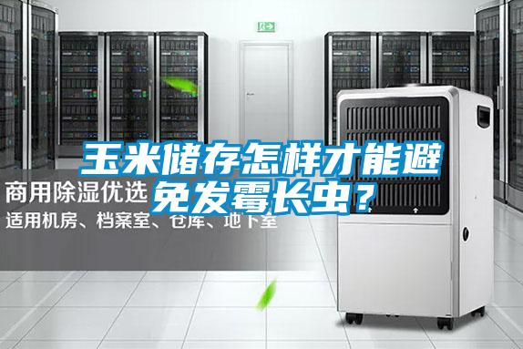 玉米儲存怎樣才能避免發霉長蟲？