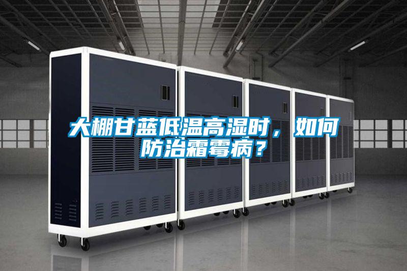 大棚甘藍低溫高濕時，如何防治霜霉??？